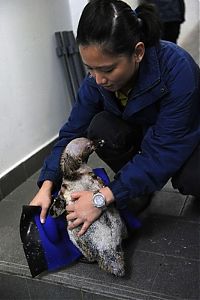 TopRq.com search results: Belle, featherless Humboldt Penguin, Singapore Bird Park