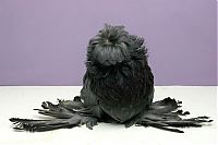 TopRq.com search results: pigeon