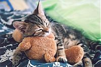 Fauna & Flora: pets with stuffed toys