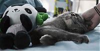 Fauna & Flora: pets with stuffed toys