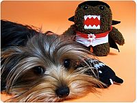 TopRq.com search results: pets with stuffed toys