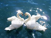 Fauna & Flora: swan bird