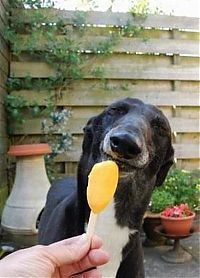 Fauna & Flora: dog eating ice cream