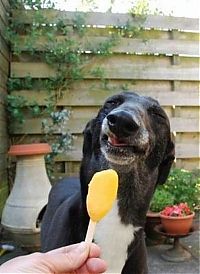 Fauna & Flora: dog eating ice cream