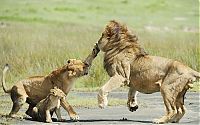 Fauna & Flora: lion family
