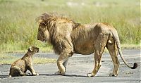 Fauna & Flora: lion family
