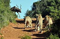 Fauna & Flora: antelope escaped from hungry lions