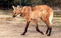 TopRq.com search results: maned wolf