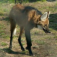 TopRq.com search results: maned wolf