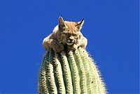 Fauna & Flora: bobcat climbed high to escape