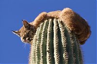 Fauna & Flora: bobcat climbed high to escape
