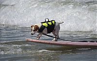 TopRq.com search results: Surf Dog Championship 2011, Coronado Bay Resort, California, United States