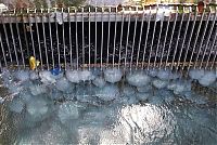 Fauna & Flora: Jellyfish clog water supply, coal-fired power station Orot Rabin, Hadera, Israel