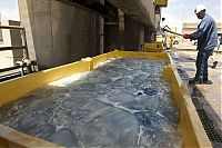 TopRq.com search results: Jellyfish clog water supply, coal-fired power station Orot Rabin, Hadera, Israel