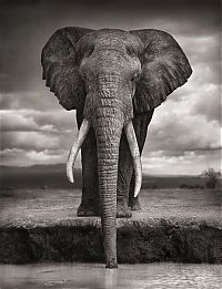 Fauna & Flora: elephant
