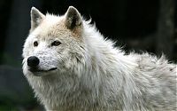 TopRq.com search results: gray wolf