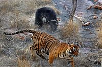 Fauna & Flora: mother bear chased a tiger away