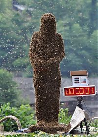 Fauna & Flora: Bee bearding competition, China