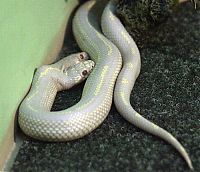 Fauna & Flora: albino snake with two heads