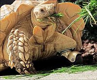 TopRq.com search results: tortoise with a prosthesis