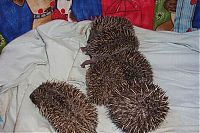 Fauna & Flora: baby hedgehogs