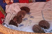 Fauna & Flora: baby hedgehogs