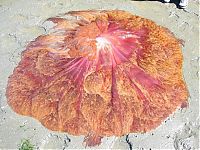Fauna & Flora: Giant jellyfish, Kayak Point, Washington, United States