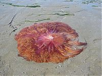 Fauna & Flora: Giant jellyfish, Kayak Point, Washington, United States