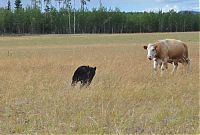Fauna & Flora: cow herd battles a bear
