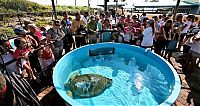 TopRq.com search results: Saving a turtle, Juno Beach, Jupiter, Florida