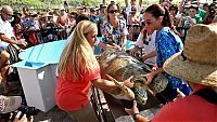 Fauna & Flora: Saving a turtle, Juno Beach, Jupiter, Florida