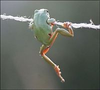 Fauna & Flora: frog on a string
