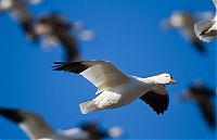 TopRq.com search results: Million of geese, Missouri, United States