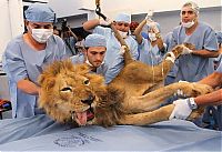 Fauna & Flora: tiger and lion dentistry