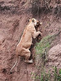 TopRq.com search results: lion cub saved by lioness