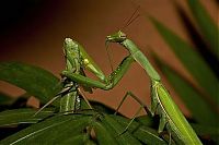 Fauna & Flora: female mantis kills her partner