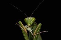 Fauna & Flora: female mantis kills her partner