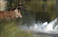 Fauna & Flora: deer against a swan