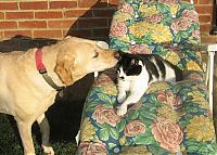 TopRq.com search results: cats and dogs whispering