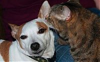 Fauna & Flora: cats and dogs whispering