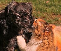 TopRq.com search results: cats and dogs whispering