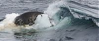 TopRq.com search results: poor seal attacked by team of killer whales