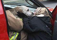 TopRq.com search results: Firefighters resuscitate a dog by mouth-to-snout insufflation, Wasau, Wisconsin, United States
