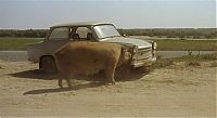 TopRq.com search results: pig eating a trabant car