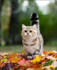Fauna & Flora: british shorthair cat in autumn nature