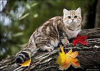 Fauna & Flora: british shorthair cat in autumn nature