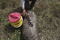 TopRq.com search results: burmese python swallowed a whole deer