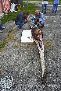 TopRq.com search results: burmese python swallowed a whole deer