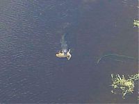 TopRq.com search results: Alligator with a deer in his jaws, Georgia, United States
