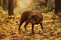 TopRq.com search results: autumn dog